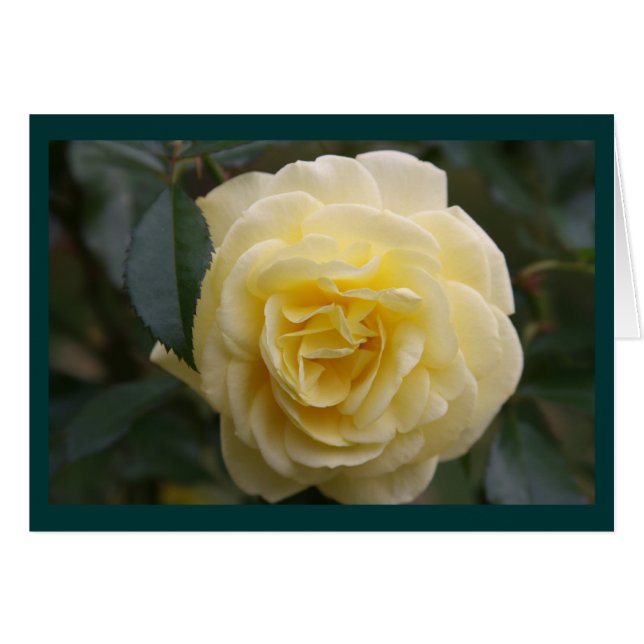 Yellow Beauty (Vorderseite (Horizontal))
