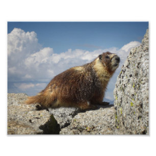 Yellow Bellied Marmot Fotodruck