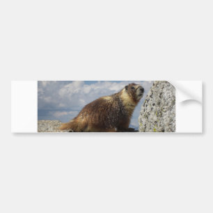 Yellow Bellied Marmot in Yosemite Autoaufkleber
