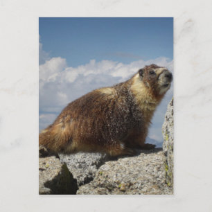 Yellow Bellied Marmot in Yosemite Postkarte