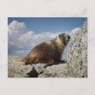 Yellow Bellied Marmot in Yosemite Postkarte