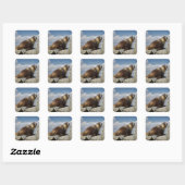 Yellow Bellied Marmot in Yosemite Quadratischer Aufkleber (Blatt)