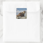 Yellow Bellied Marmot in Yosemite Quadratischer Aufkleber (Tasche)