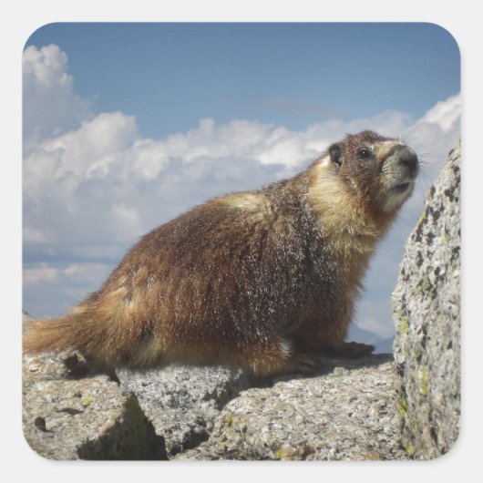 Yellow Bellied Marmot in Yosemite Quadratischer Aufkleber (Vorderseite)