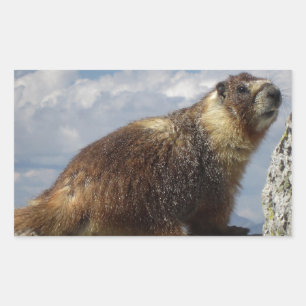 Yellow Bellied Marmot in Yosemite Rechteckiger Aufkleber