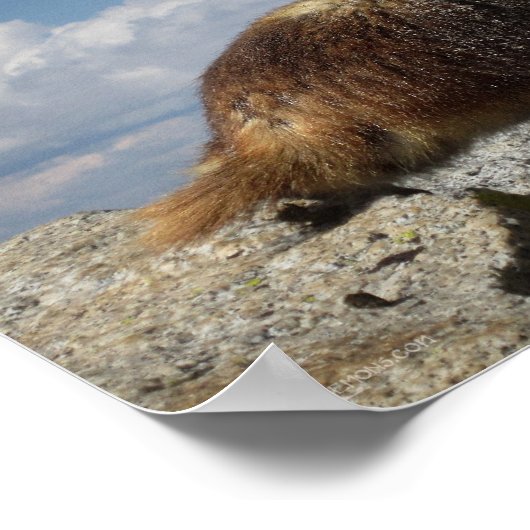 Yellow Bellied Marmot Poster (Ecke)