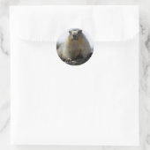 Yellow Bellied Marmot Runder Aufkleber (Tasche)