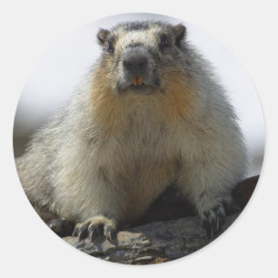 Yellow Bellied Marmot Runder Aufkleber