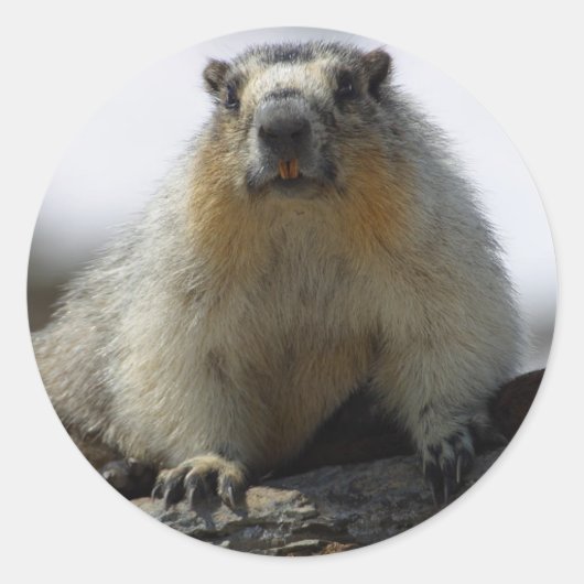 Yellow Bellied Marmot Runder Aufkleber (Vorderseite)