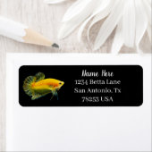 Yellow Betta Fighting Fish Return Address (Insitu)