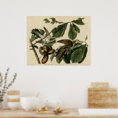 Yellow-Billed Cuckoo Die Vögel von America Audubon Poster (Küche)