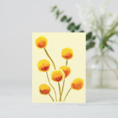 Yellow Billy Button gebürtige australische Blume Postkarte (Stehend Vorderseite)