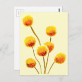 Yellow Billy Button gebürtige australische Blume Postkarte (Vorne/Hinten)