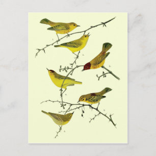 Yellow birds postkarte