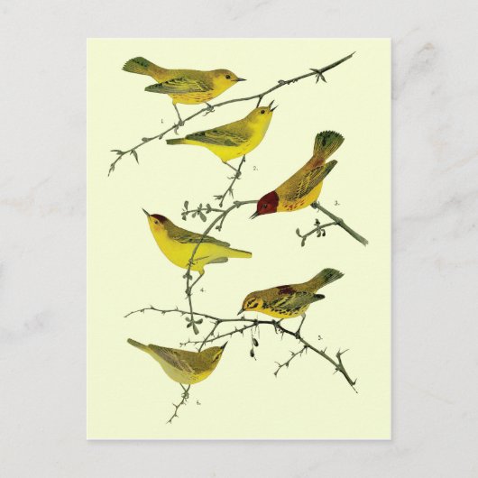 Yellow birds postkarte (Vorderseite)