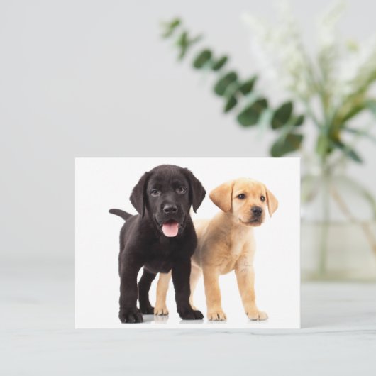 Yellow & Black Labrador Retriever Puppy Postcard Postkarte (Stehend Vorderseite)