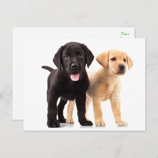 Yellow & Black Labrador Retriever Puppy Postcard Postkarte (Vorne/Hinten)