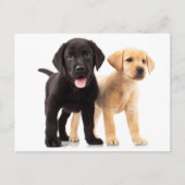 Yellow & Black Labrador Retriever Puppy Postcard Postkarte (Vorderseite)