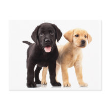 Yellow & Black Labrador Retriever Puppy Postcard