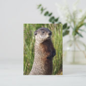 Yellow-Blied Marmot-Geschenke Postkarte (Stehend Vorderseite)