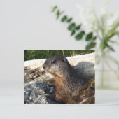 Yellow-Blied Marmot-Geschenke Postkarte (Stehend Vorderseite)
