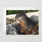 Yellow-Blied Marmot-Geschenke Postkarte (Vorne/Hinten)