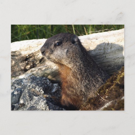Yellow-Blied Marmot-Geschenke Postkarte (Vorderseite)