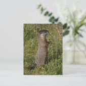 Yellow-Blied Marmot-Geschenke Postkarte (Stehend Vorderseite)