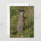 Yellow-Blied Marmot-Geschenke Postkarte (Vorne/Hinten)