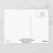 Yellow-Blied Marmot-Geschenke Postkarte (Rückseite)