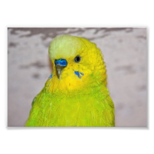 Yellow Budgie Print Fotodruck (Vorne)
