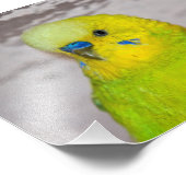 Yellow Budgie Print Fotodruck (Ecke)