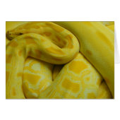 Yellow Burmese Python (Vorderseite (Horizontal))