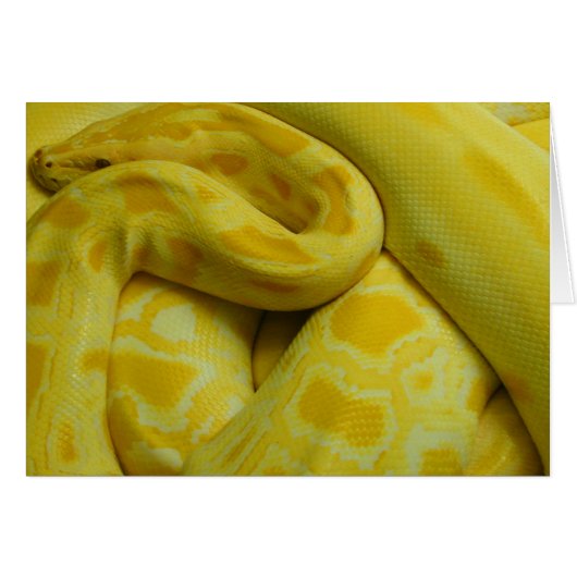 Yellow Burmese Python (Vorderseite (Horizontal))
