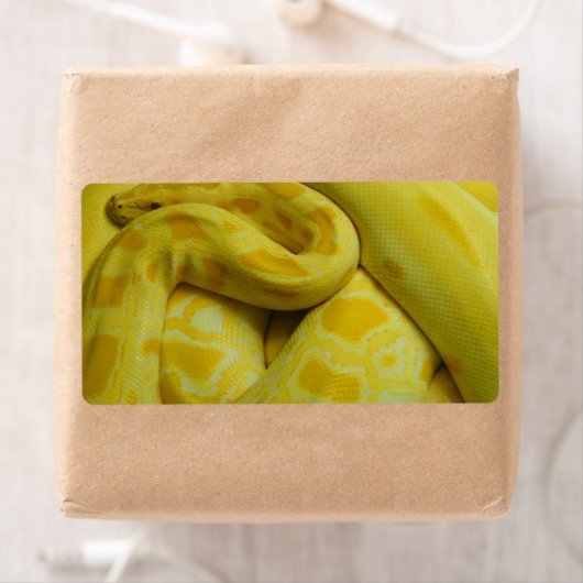 Yellow Burmese Python (Insitu)