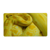 Yellow Burmese Python (Vorne)