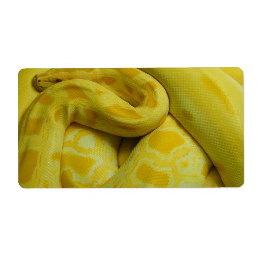 Yellow Burmese Python (Vorne)