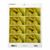 Yellow Burmese Python (Vorne)