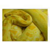 Yellow Burmese Python (Vorderseite (Horizontal))
