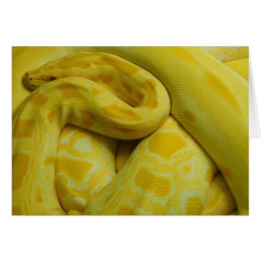 Yellow Burmese Python (Vorderseite (Horizontal))