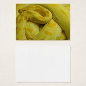 Yellow Burmese Python (Vorne & Hinten)