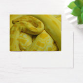 Yellow Burmese Python (Schreibtisch)