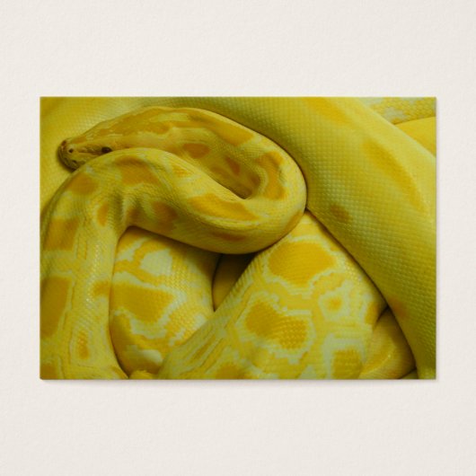 Yellow Burmese Python (Vorderseite)