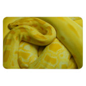 Yellow Burmese Python Magnet (Horizontal)