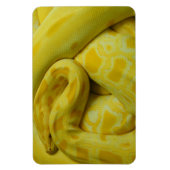 Yellow Burmese Python Magnet (Vertikal)