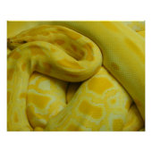 Yellow Burmese Python Poster (Vorderseite)