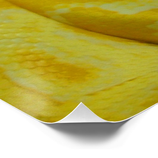 Yellow Burmese Python Poster (Ecke)