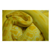 Yellow Burmese Python Poster (Vorderseite)