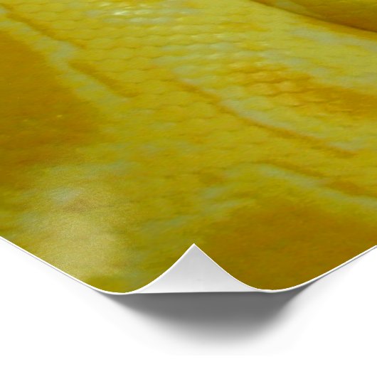 Yellow Burmese Python Poster (Ecke)