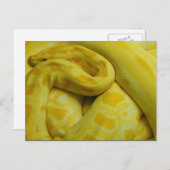 Yellow Burmese Python Postkarte (Vorne/Hinten)